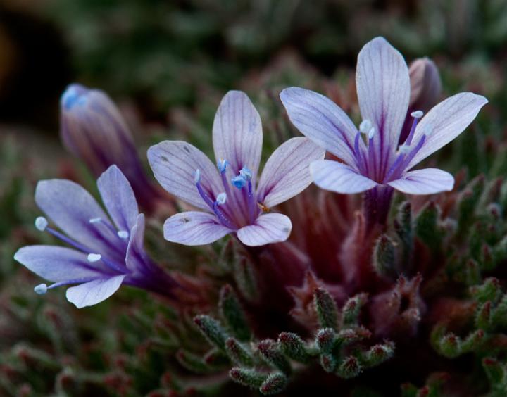 Collomia deblis, Alpine Collomia .jpg